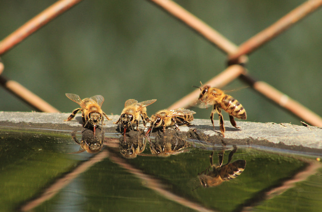 How to Keep Cool Like a Bee